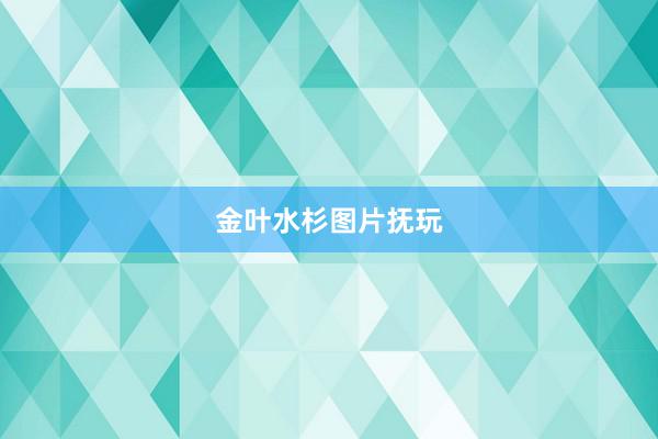 金叶水杉图片抚玩